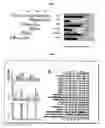 Fig. 07 - High efficiency gene transfer and expression in mammalian cells by a multiple transfection procedure of MAR sequences