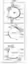 Fig. 10 - High efficiency gene transfer and expression in mammalian cells by a multiple transfection procedure of MAR sequences