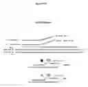 Fig. 338 - Nucleic acid detection assays