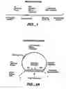 Fig. 02 - Direct multiplex characterization of genomic DNA