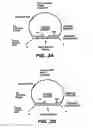 Fig. 06 - Direct multiplex characterization of genomic DNA