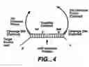 Fig. 08 - Direct multiplex characterization of genomic DNA