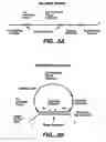 Fig. 09 - Direct multiplex characterization of genomic DNA