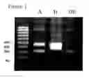 Fig. 02 - Kits for multiplexed nucleic acid analysis by capture of single-stranded DNA produced from double-stranded target fragments