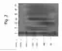 Fig. 03 - METHOD FOR PREPARING SINGLE-STRANDED DNA