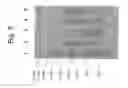 Fig. 06 - METHOD FOR PREPARING SINGLE-STRANDED DNA