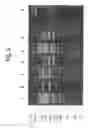 Fig. 07 - METHOD FOR PREPARING SINGLE-STRANDED DNA