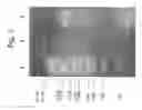 Fig. 08 - METHOD FOR PREPARING SINGLE-STRANDED DNA