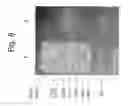 Fig. 09 - METHOD FOR PREPARING SINGLE-STRANDED DNA
