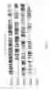 Fig. 16 - Active-site engineering of nucleotidylyltransferases and general enzymatic methods for the synthesis of natural and “unnatural” UDP- and TDP-nucleotide sugars