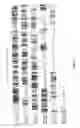 Fig. 17 - Active-site engineering of nucleotidylyltransferases and general enzymatic methods for the synthesis of natural and “unnatural” UDP- and TDP-nucleotide sugars