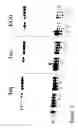 Fig. 03 - Compositions and Methods for Enhanced Sensitivity and Specificity of Nucleic Acid Synthesis