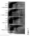 Fig. 04 - Compositions and Methods for Enhanced Sensitivity and Specificity of Nucleic Acid Synthesis