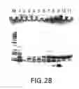 Fig. 30 - Compositions and Methods for Synthesizing Nucleic Acids