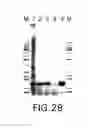 Fig. 31 - Compositions and Methods for Synthesizing Nucleic Acids