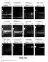 Fig. 37 - Compositions and Methods for Synthesizing Nucleic Acids