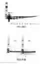 Fig. 49 - Compositions and Methods for Synthesizing Nucleic Acids