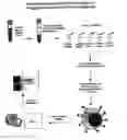 Fig. 01 - Method and diagnostic tests based on flow cytometric analysis of antigen-specific t lymphocytes