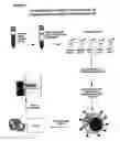 Fig. 02 - Method and diagnostic tests based on flow cytometric analysis of antigen-specific t lymphocytes