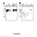 Fig. 03 - Goodpasture antigen binding protein