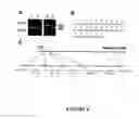 Fig. 09 - Goodpasture antigen binding protein