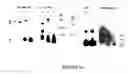 Fig. 17 - Goodpasture antigen binding protein