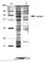 Fig. 05 - Recombinant cyclopentanone monooxygenase [cpmo]