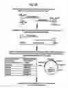 Fig. 12 - Nucleic acids encoding modified human immunodeficiency virus type 1 (HIV-1) group M consensus envelope glycoproteins