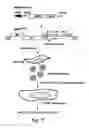 Fig. 13 - Nucleic acids encoding modified human immunodeficiency virus type 1 (HIV-1) group M consensus envelope glycoproteins