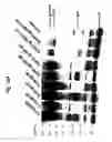 Fig. 16 - Nucleic acids encoding modified human immunodeficiency virus type 1 (HIV-1) group M consensus envelope glycoproteins