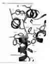 Fig. 98 - Crystal structure of TAK1-TAB1