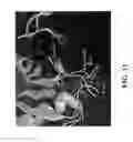 Fig. 12 - Aggrecanase structure