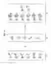 Fig. 02 - Multi-analyte diagnostic test for thyroid disorders