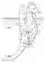 Fig. 01 - Water toy
