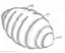 Fig. 01 - Bladder structure of a football