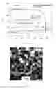 Fig. 06 - Zirconia Ceramic