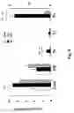 Fig. 07 - METHOD FOR TREATING INFLAMMATORY DISEASES USING HEAT SHOCK PROTEINS