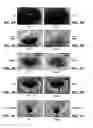 Fig. 03 - FOGGY
