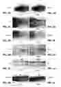 Fig. 05 - FOGGY