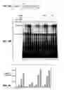 Fig. 14 - FOGGY