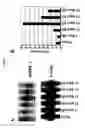 Fig. 05 - Modulation of MDL-1 activity for treatment of inflammatory disease