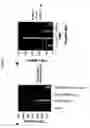 Fig. 09 - Modulation of MDL-1 activity for treatment of inflammatory disease
