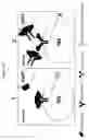 Fig. 18 - Modulation of MDL-1 activity for treatment of inflammatory disease