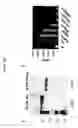 Fig. 19 - Modulation of MDL-1 activity for treatment of inflammatory disease