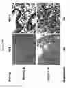 Fig. 22 - Modulation of MDL-1 activity for treatment of inflammatory disease