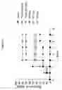 Fig. 25 - Modulation of MDL-1 activity for treatment of inflammatory disease