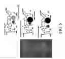Fig. 10 - Protected monomers