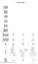 Fig. 25 - Substituted quinazolin-4-one compounds for antagonizing TRPV3 function