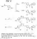 Fig. 07 - β2-adrenergic receptor agonists