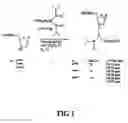 Fig. 02 - Compositions and methods for the use of FMOC derivatives in DNA/RNA synthesis